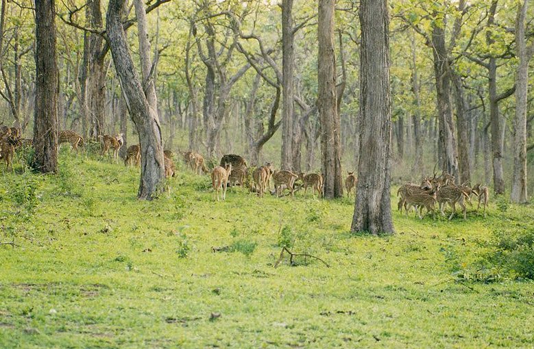 Arabithittu Wildlife Sanctuary, Mysuru (Mysore), Karnataka - Vushii.com Arabithittu Wildlife Sanctuary, Mysuru (Mysore), Karnataka - Vushii.com